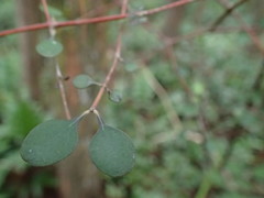 Coprosma rubra