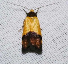 Heteroteucha kershawi