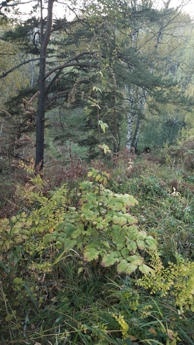 Actaea cimicifuga observed 2026-09-28