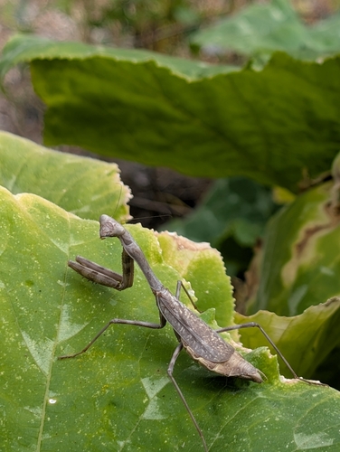 Arizona Mantis