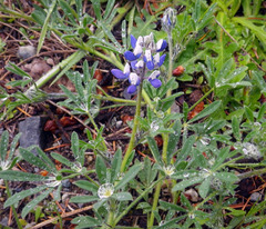 Lupinus polycarpus
