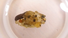 Glossosoma nigrior
