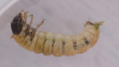 Glossosoma nigrior