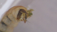 Glossosoma nigrior
