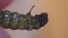 Glossosoma nigrior