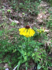 Helenium campestre