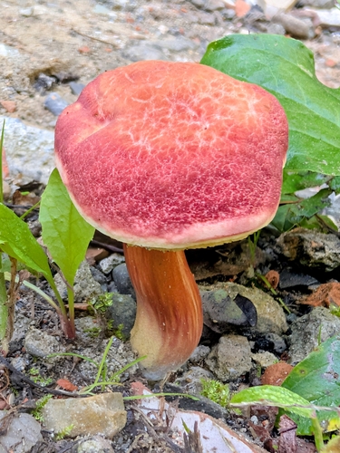 Ruby Bolete