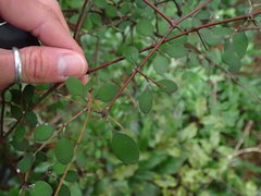 Coprosma rubra