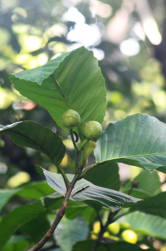 Dillenia philippinensis observed 2026-09-18