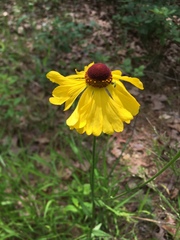 Helenium campestre
