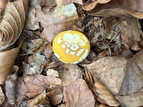 jewelled amanita