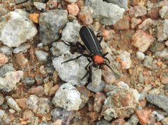 Epicauta mannerheimi