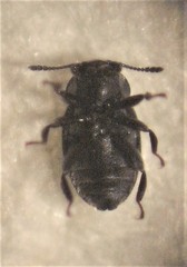 Hyphalus wisei