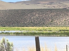 Himantopus mexicanus