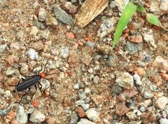 Epicauta mannerheimi