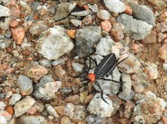 Epicauta mannerheimi