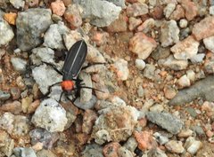 Epicauta mannerheimi