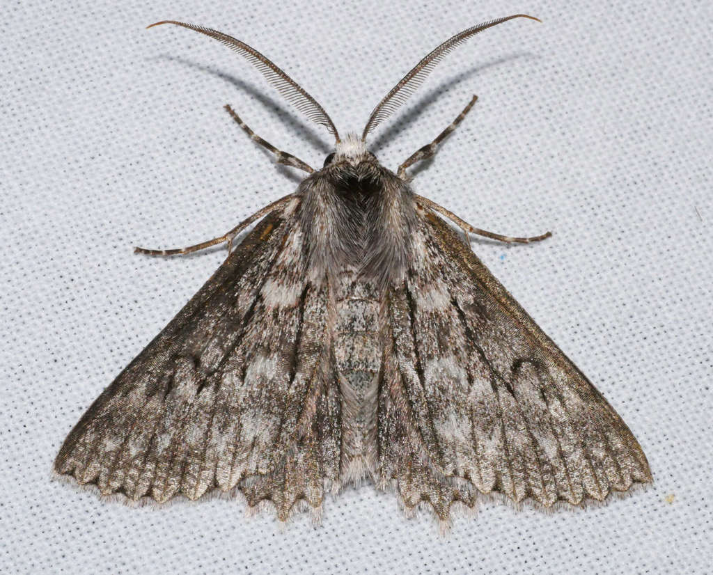 Cyneoterpna alpina