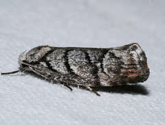 Lichenaula onychodes