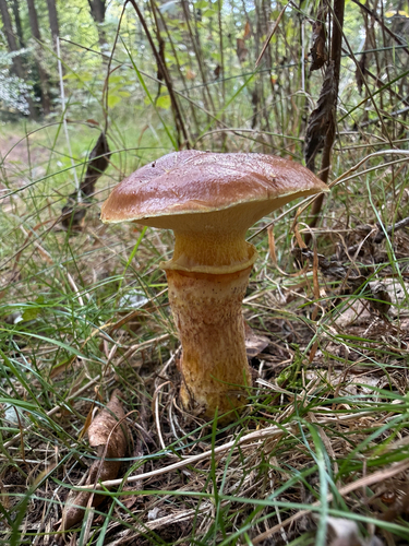 Larch Bolete