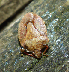 Dendrocoris