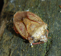 Dendrocoris