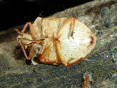 Dendrocoris