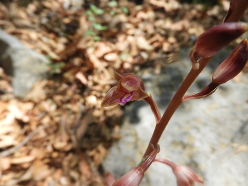 Chisos Mountain Crested Coralroot (Bletia revoluta)
