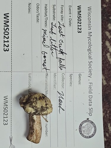white suillus