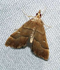 Diplopseustis prophetica