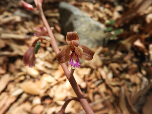 Image of Bletia revoluta by (c) Leticia Jiménez Hernández, some rights reserved (CC BY-SA)
