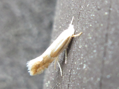Phyllonorycter ringoniella