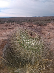 Mammillaria gigantea