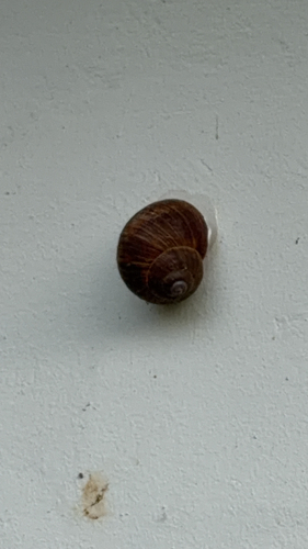 Roman Snail