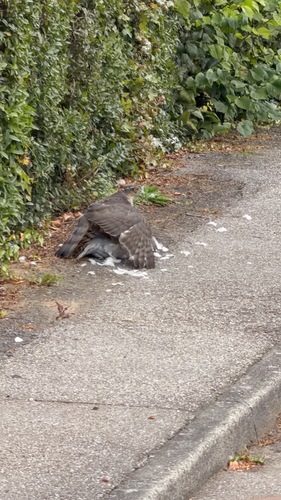 Eurasian Sparrowhawk