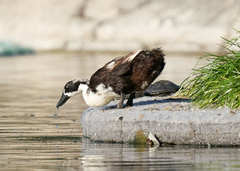 Anas platyrhynchos domesticus