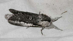 Endoxyla secta