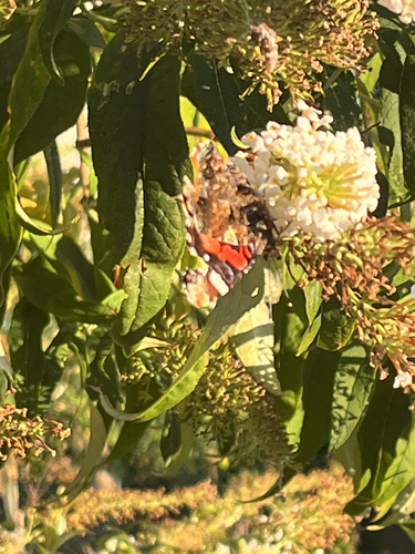 Red Admiral