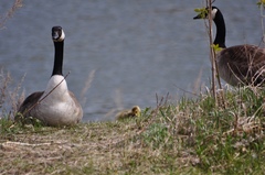 Branta canadensis