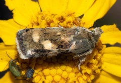 Heliothodes diminutiva