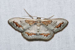 Dithalama cosmospila