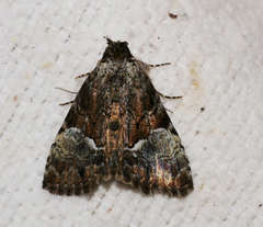 Alophosoma emmelopis