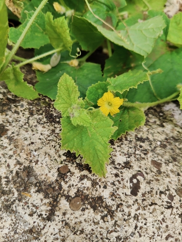 Cucumis sativus observed 2026-09-27