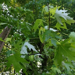 Acer saccharinum