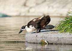 Anas platyrhynchos domesticus