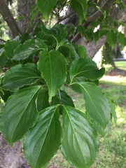 Cornus kousa