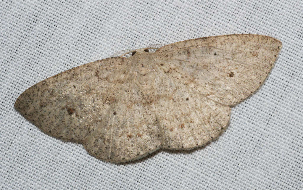 Casbia farinalis