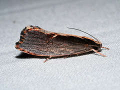 Archaereta dorsivittella