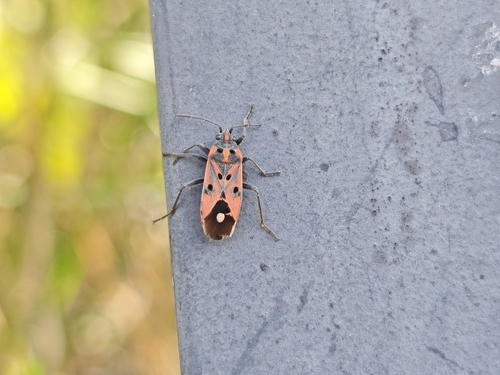 Lygaeus hanseni