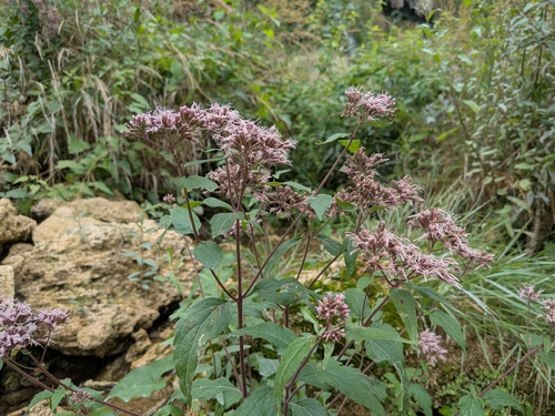 hemp agrimony